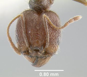 Media type: image;   Entomology 9136 Aspect: head frontal view